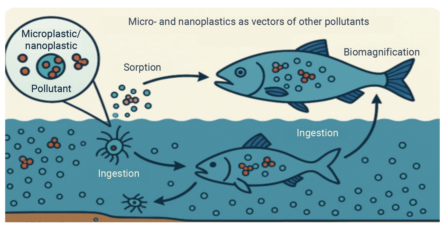Objectives: This review aimed to synthesize recent advances in the understanding of emerging contaminants (ECs), including per- and polyfluoroalkyl substances, pharmaceuticals, personal care products, microplastics and nanoplastics, endocrine-disrupt