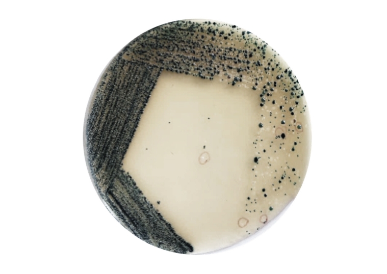 Objectives: This study characterized multidrug-resistant (MDR) bacteria in sewage, river, and marine ecosystems in South Gujarat, India. Methods: Water samples were collected from 25 hospital drainage, sewage treatment/pumping, Tapi River, and coasta