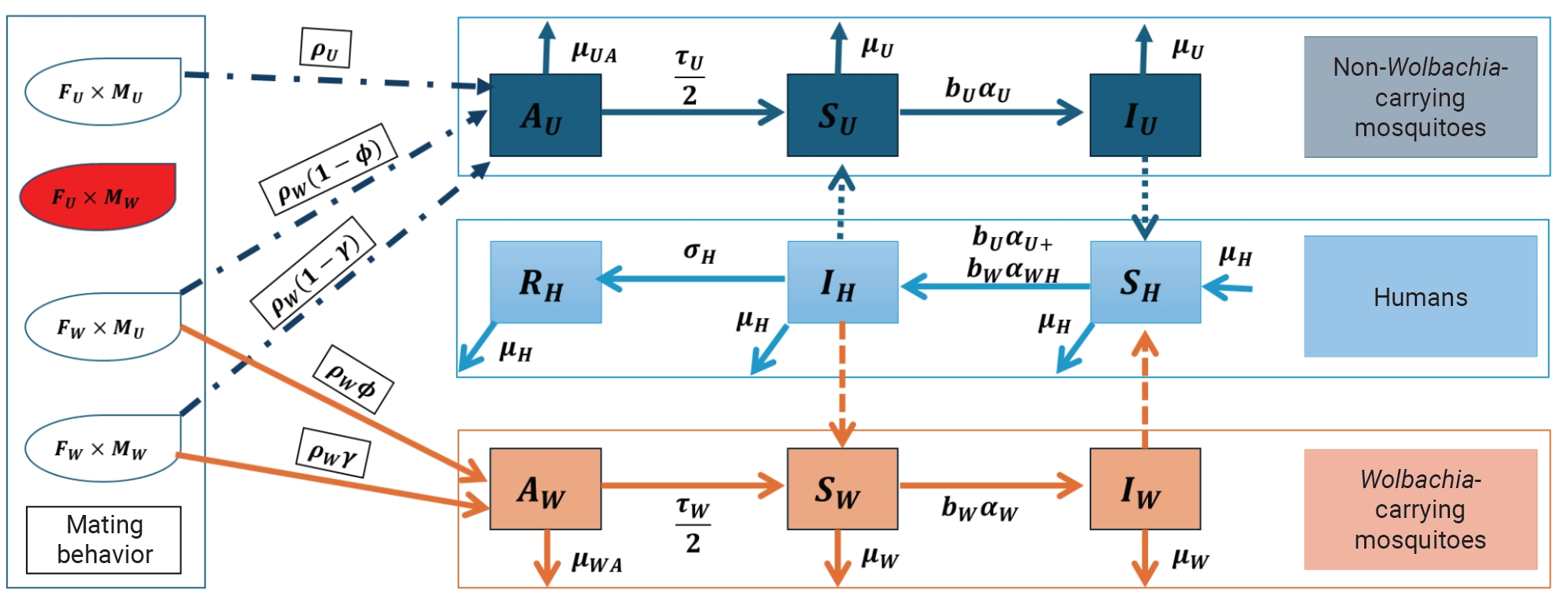Interaction between human and mosquito populations in dengue transmission.