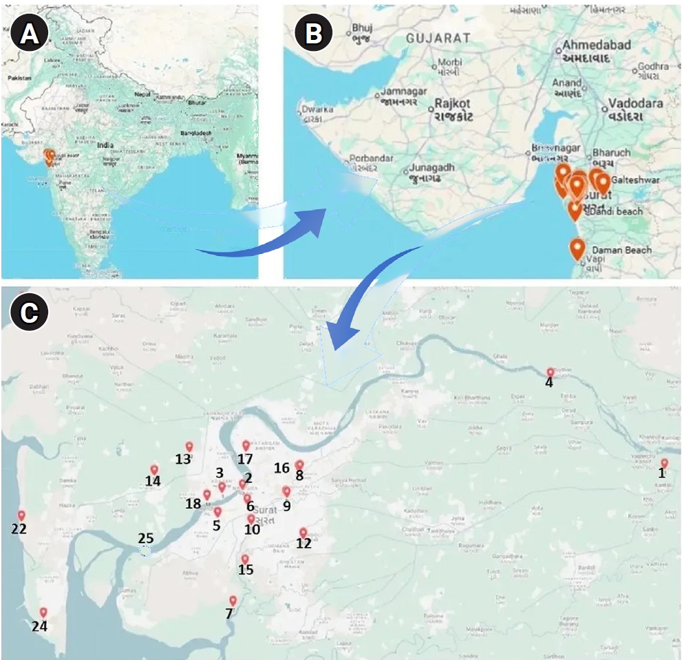 Geographic location of the study area and sampling sites in Surat, Gujarat, India. The multi-panel map illustrates the sampling region at increasing spatial resolution. (A) Map of India highlighting Gujarat. (B) Regional map of the Gujarat coastline 