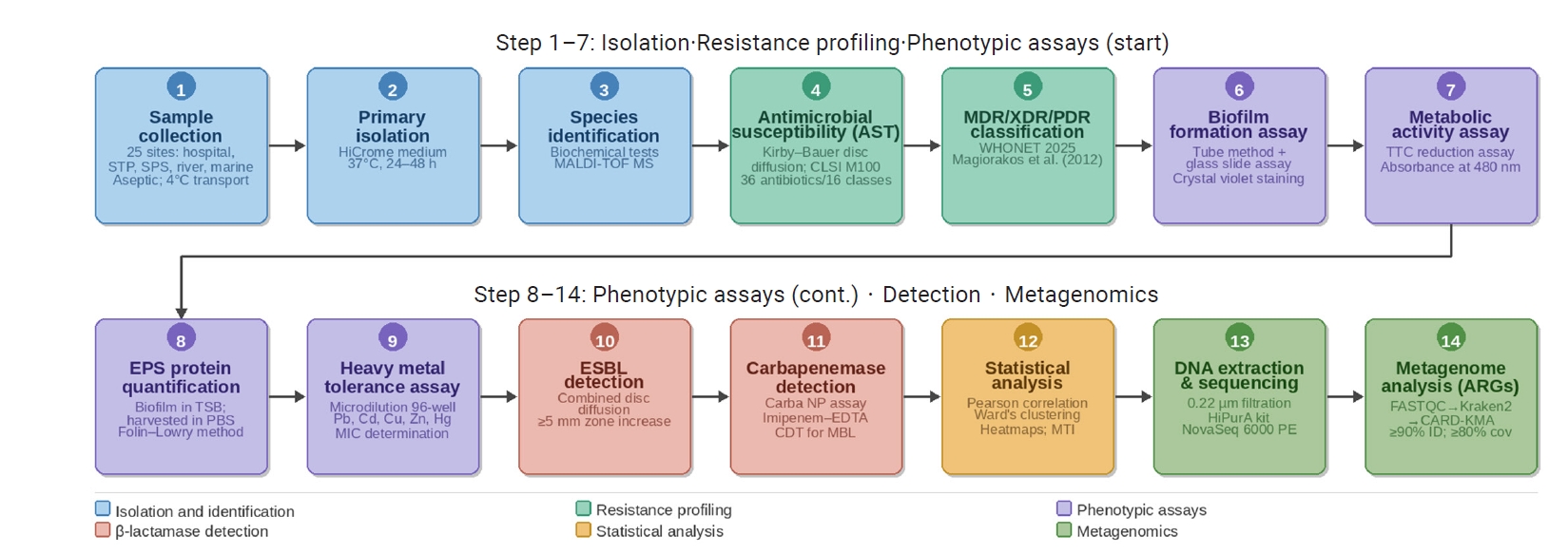 Multiphasic methodological workflow of the study. The sequential process included (1–3) sample isolation and MALDI-TOF MS identification; (4–5) resistance profiling and MDR classification; (6–11) phenotypic assays for biofilm formation, metabolic act