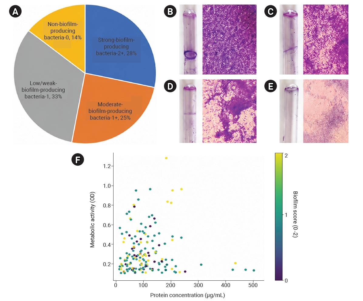 Comprehensive assessment of biofilm formation dynamics in multidrug-resistant isolates (n=166). (A) Distribution of biofilm-forming ability based on qualitative scoring percentages. (B–E) Phenotypic assessment of biofilm formation in representative i